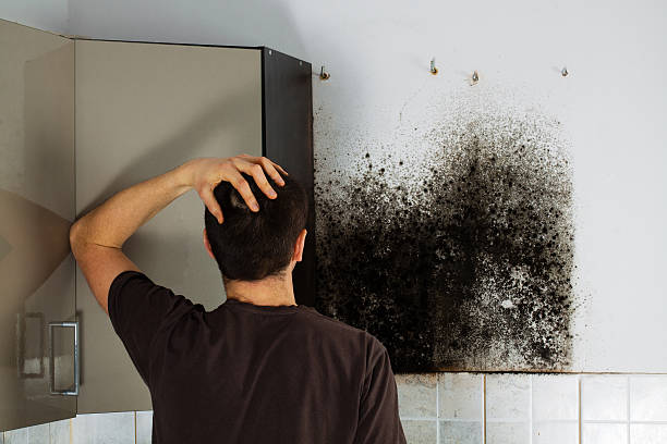 Best Commercial Mold Removal  in Woodmere, LA