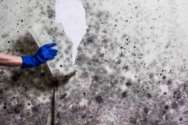 Best Mold Testing  in Woodmere, LA