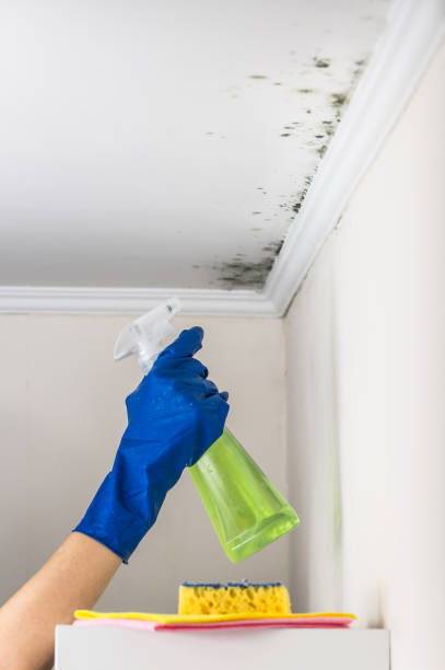 Best Residential Mold Removal  in Woodmere, LA